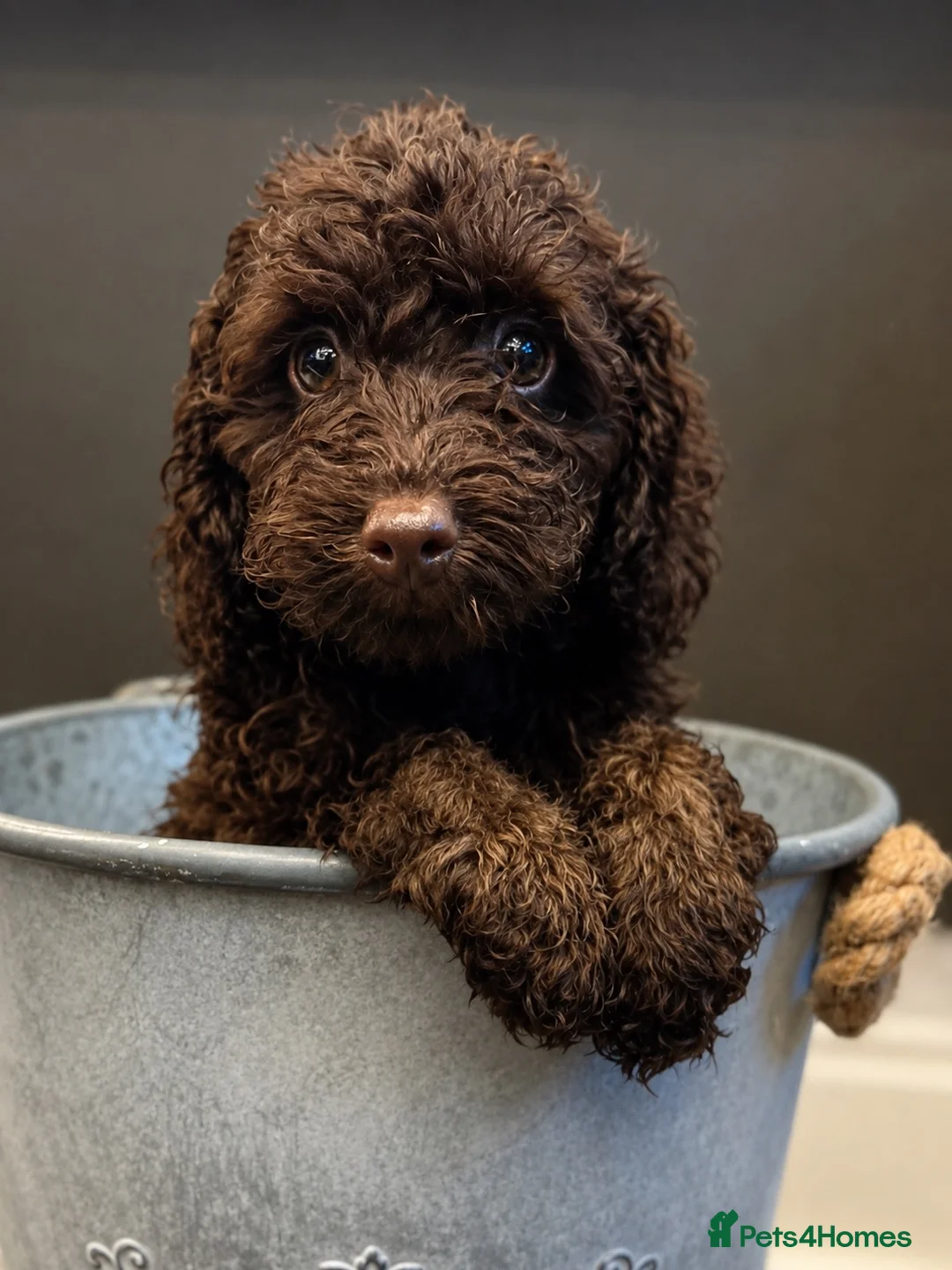Cockapoo dogs for sale: Last Puppy remaining ❤️ f3 cockapoo puppies 🐾 - Advert 2