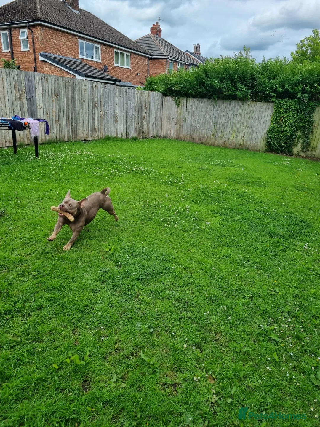 Mixed Breed dogs for sale: Blu the FRULLY - Advert 10