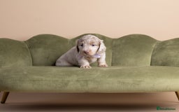 Miniature Dachshund dogs for sale: Miniature ( kaninchen) Long-Haired Dachshund  - Image 6