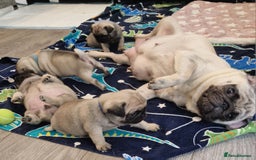Pug dogs for sale: Perfect pug pups - Image 7