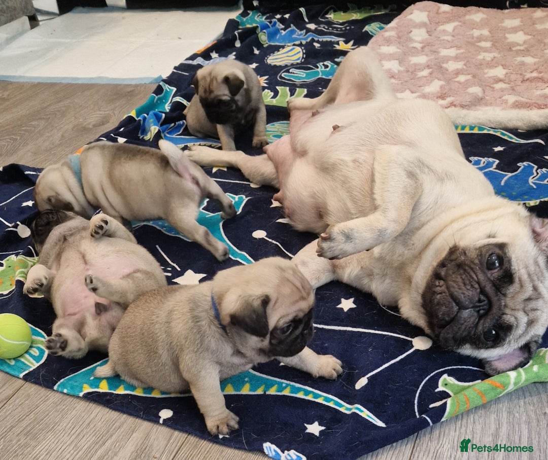 Pug dogs for sale: Perfect pug pups - Image 7