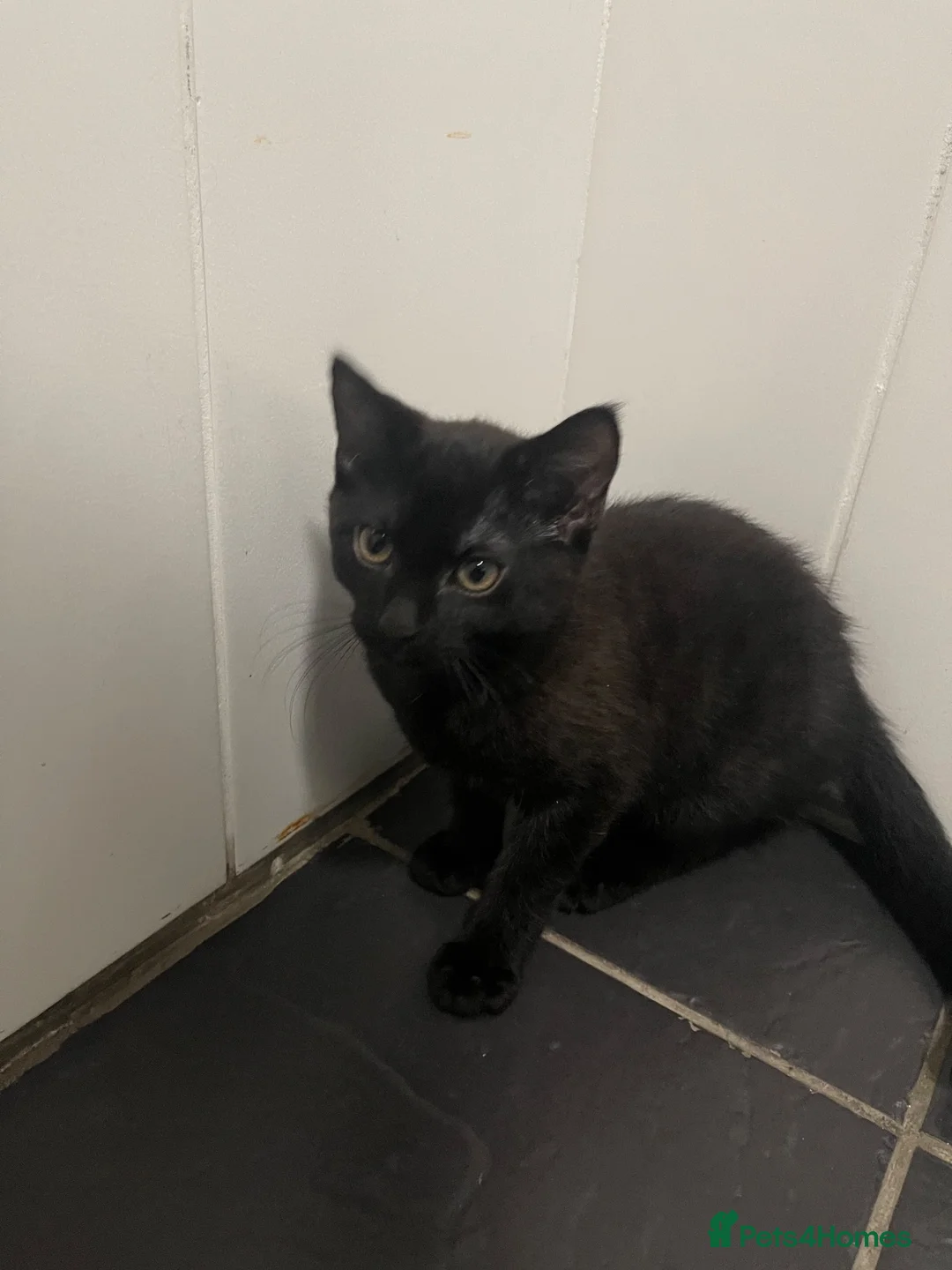 Domestic Shorthair cats for sale: Domestic shorthair kitten on sale in Birmingham - Advert 2