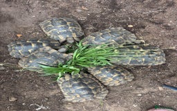 Tortoise reptiles for sale: Female suprthighs Adult Tortoises - Image 3