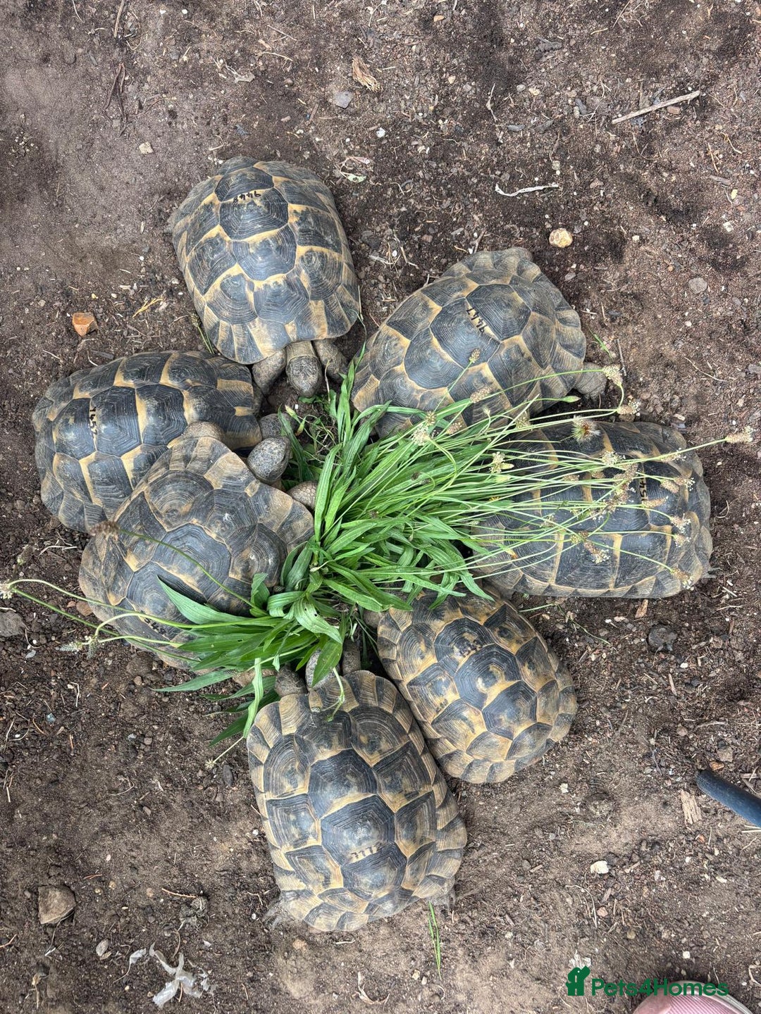 Tortoise reptiles for sale: Female suprthighs Adult Tortoises - Image 3