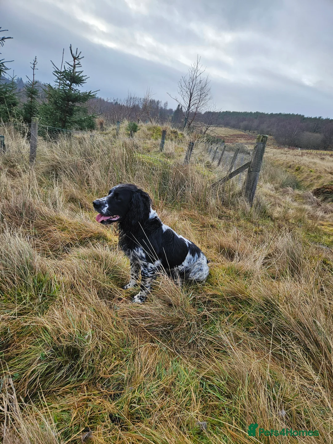English Springer Spaniel dogs for stud: English Springer Spaniel For Stud - Health Tested in Kirriemuir - Advert 21