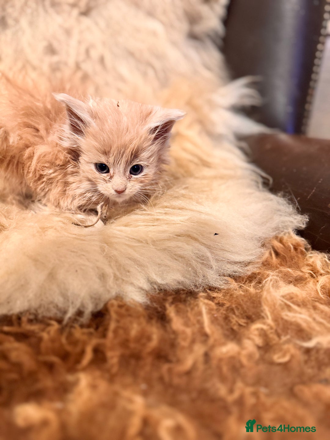 Maine Coon cats for sale:  TICA Registered Maine Coon Kittens- ready now  - Advert 18