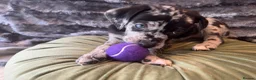 Mixed Breed dogs for sale: Border Collie- Blue Merle x Hungarian Vizsla  - Advert 20