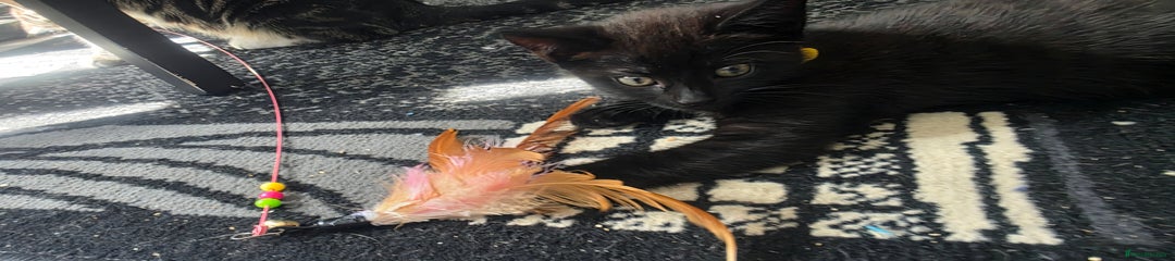 Mixed Breed Kitten 3