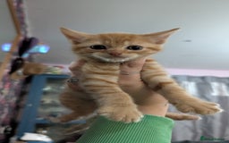 Mixed Breed cats for sale: Kittens for sale  - Image 11