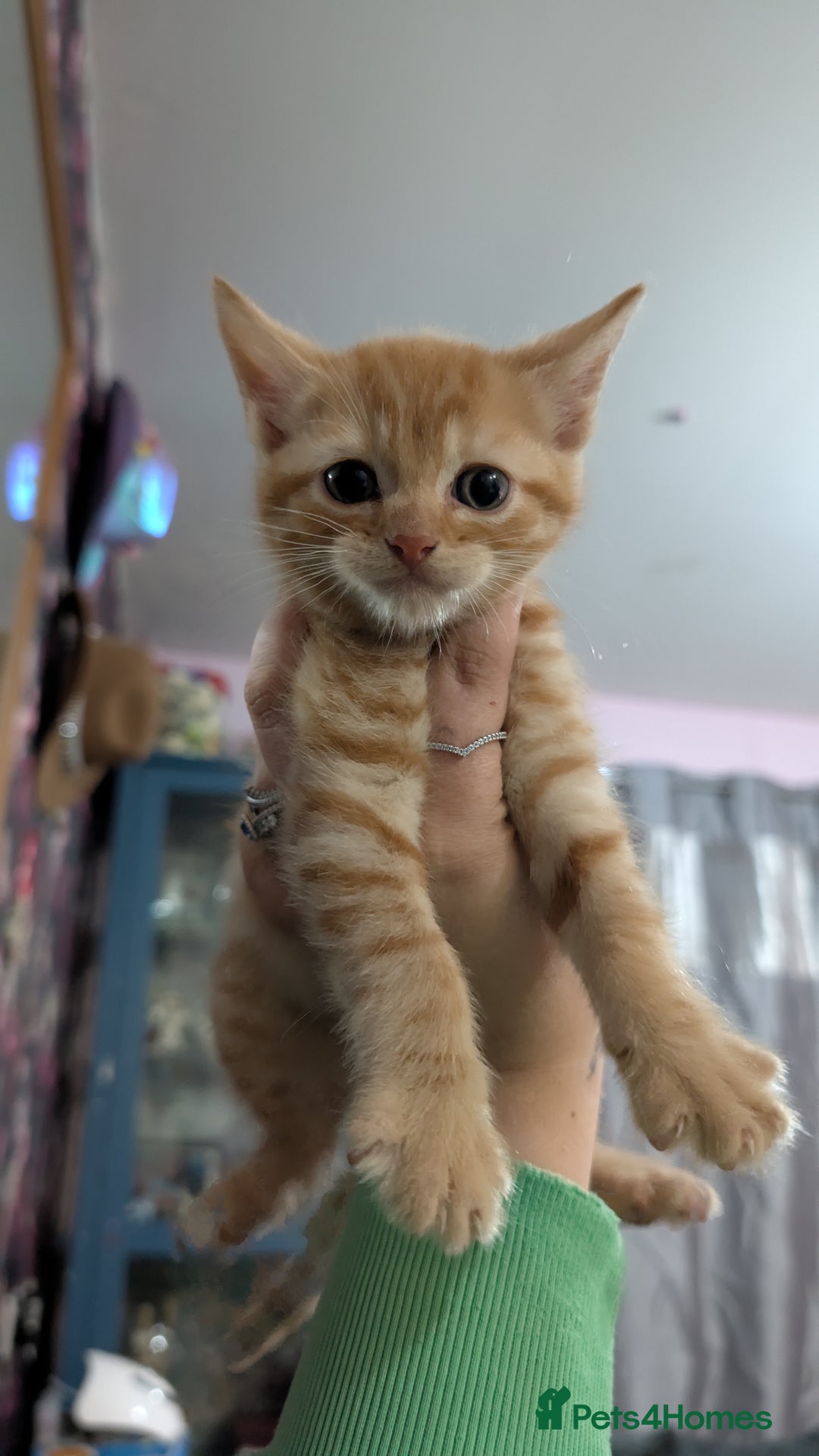 Mixed Breed cats for sale: Kittens for sale  - Image 11