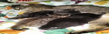 Black kitten - male