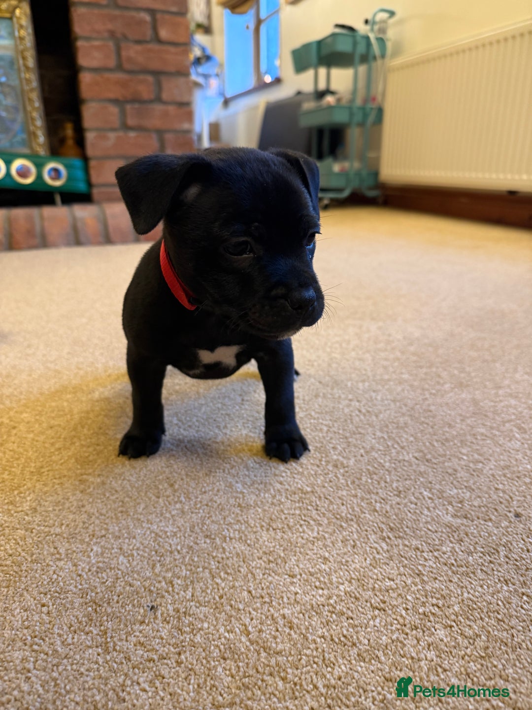 Staffordshire Bull Terrier dogs for sale: Health Tested Clear Staffordshire Bull Terrier's - Advert 8