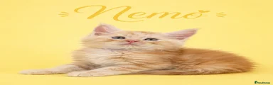 Nemo