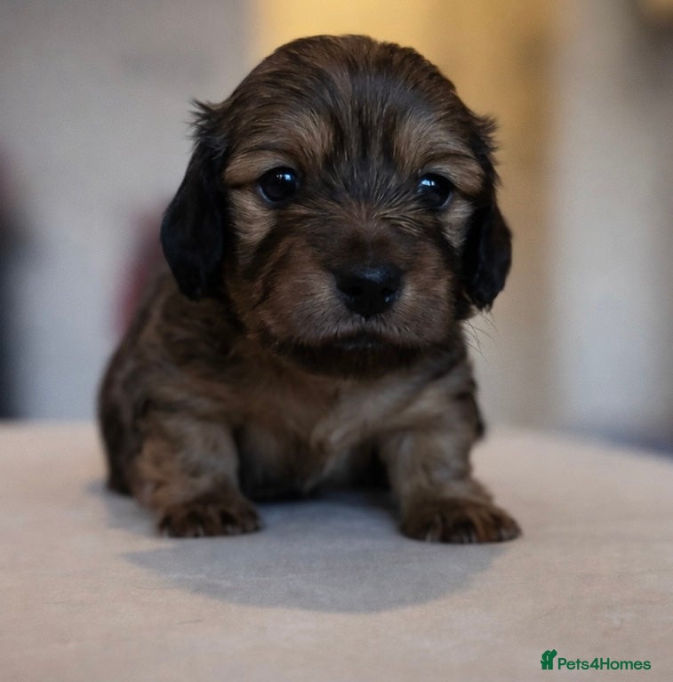 Miniature Dachshund dogs Stunning Miniature Dachshund Puppies  - Advert 1