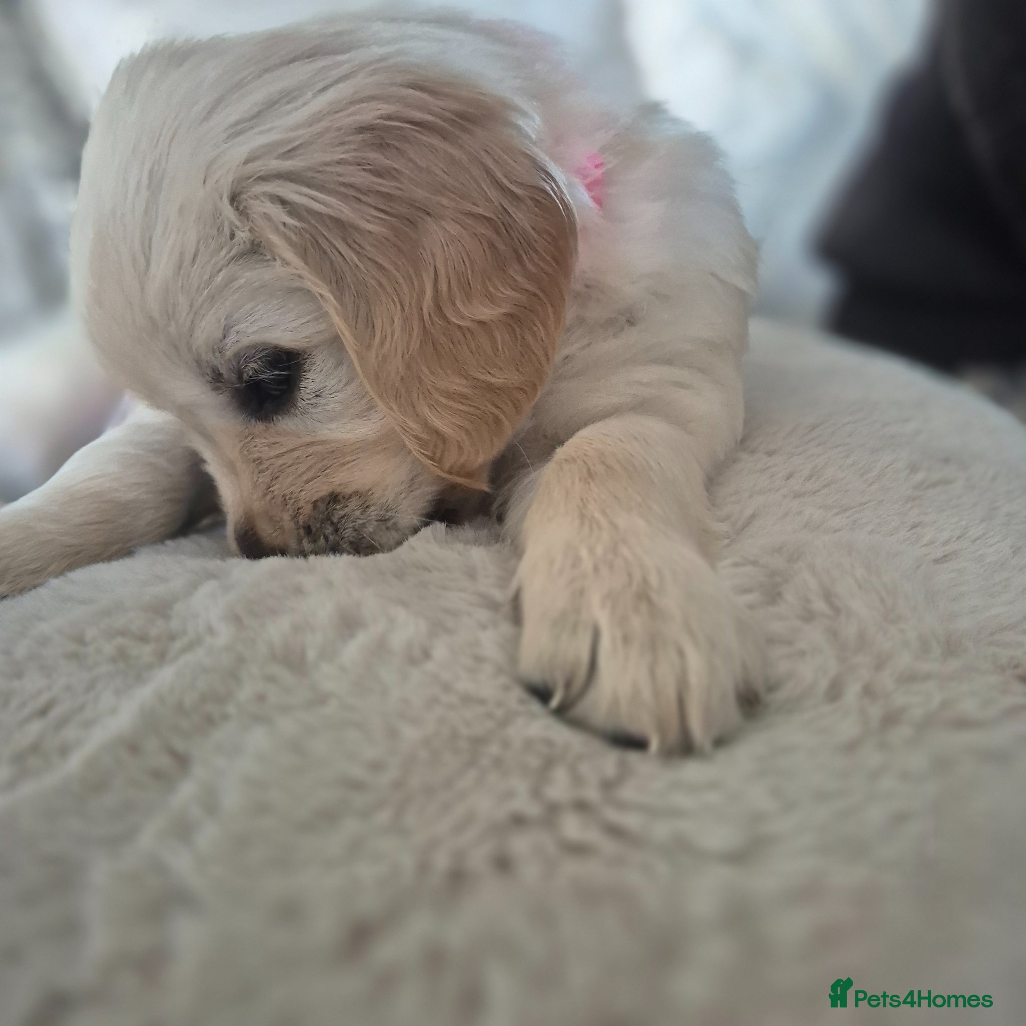 Golden Retriever dogs Beautiful Golden Retriever Puppies - Advert 9