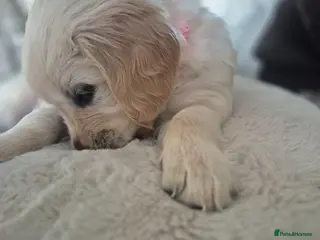 Golden Retriever dogs Beautiful Golden Retriever Puppies - Advert 9