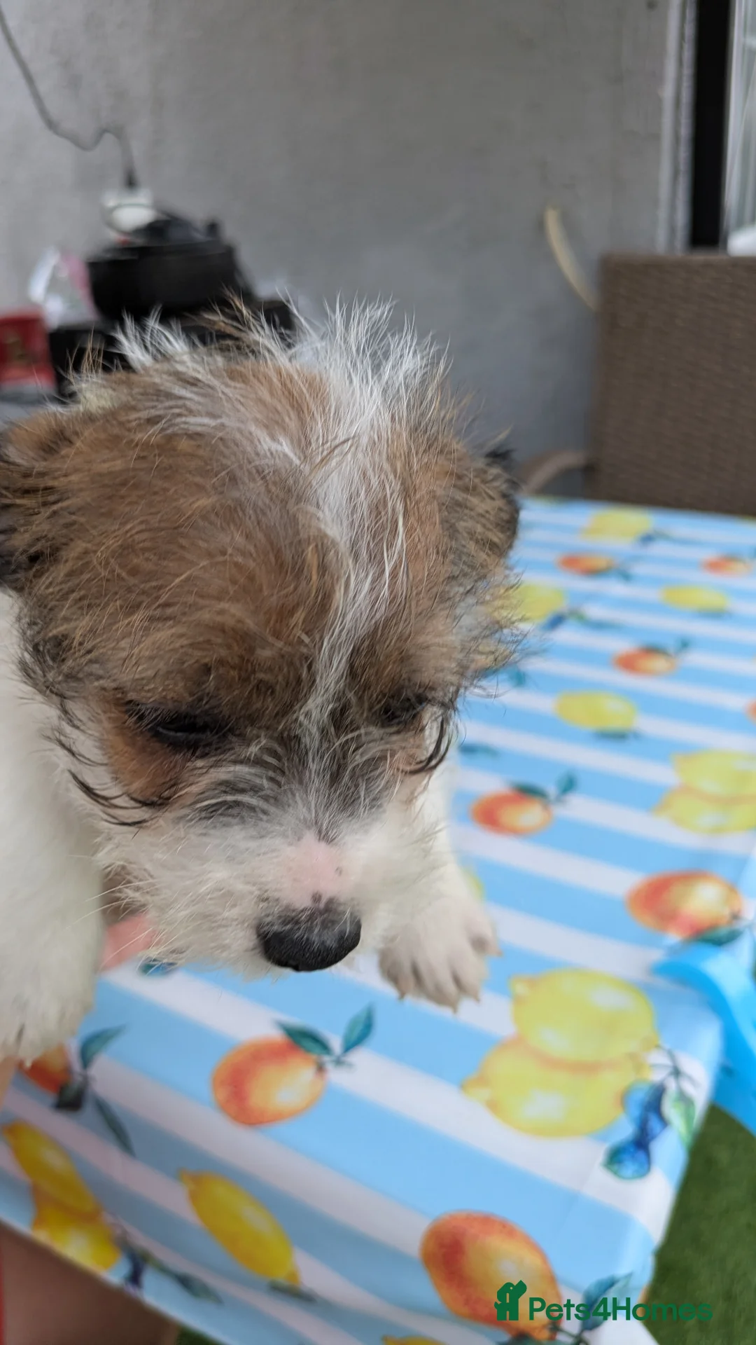 Jack Russell dogs for sale: Rough coated jack Russell puppies  - Advert 6