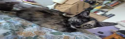 Mixed Breed cats for sale: Our Russian Dolls – Russian Blue × Ragdoll Kittens - Advert 7