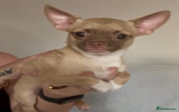 Chihuahua dogs for sale: Chihuahua 2 boys pups - Image 15