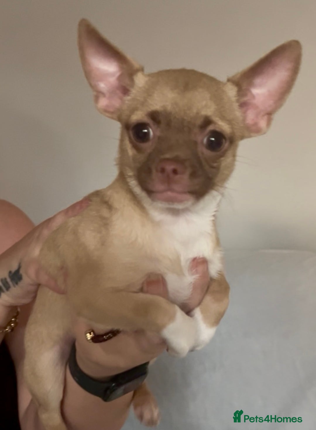Chihuahua dogs for sale: Chihuahua 2 boys pups - Image 15