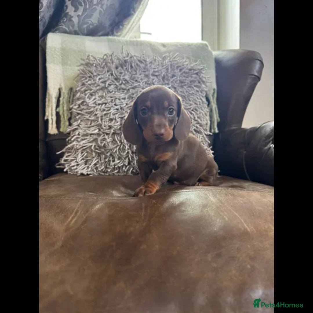 Dachshund dogs for sale: dachshund puppies - Image 2