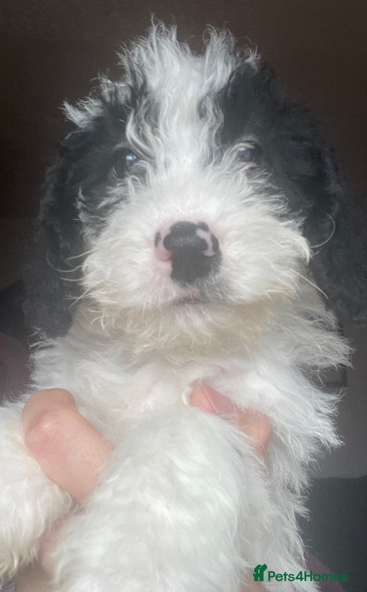 Jackapoo Dogs Breed - Information, Temperament, Size & Price | Pets4Homes