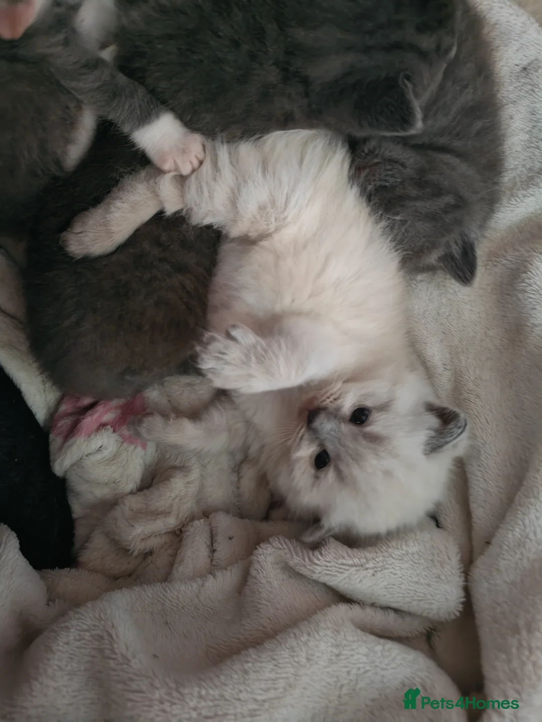 British Shorthair cats for sale: Adorable British Short hair kittens  - Advert 2