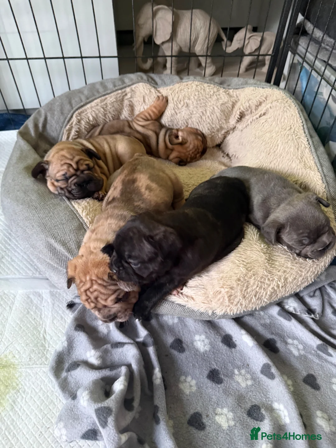 French Bulldog dogs for sale: 5 beautiful Kc reg pups carrying  **  & fluffy - Advert 1