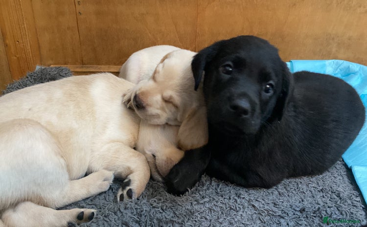 Labrador Retriever dogs - Advert 9