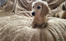 Dachshund dogs for sale: Miniature dachshunds - Image 33