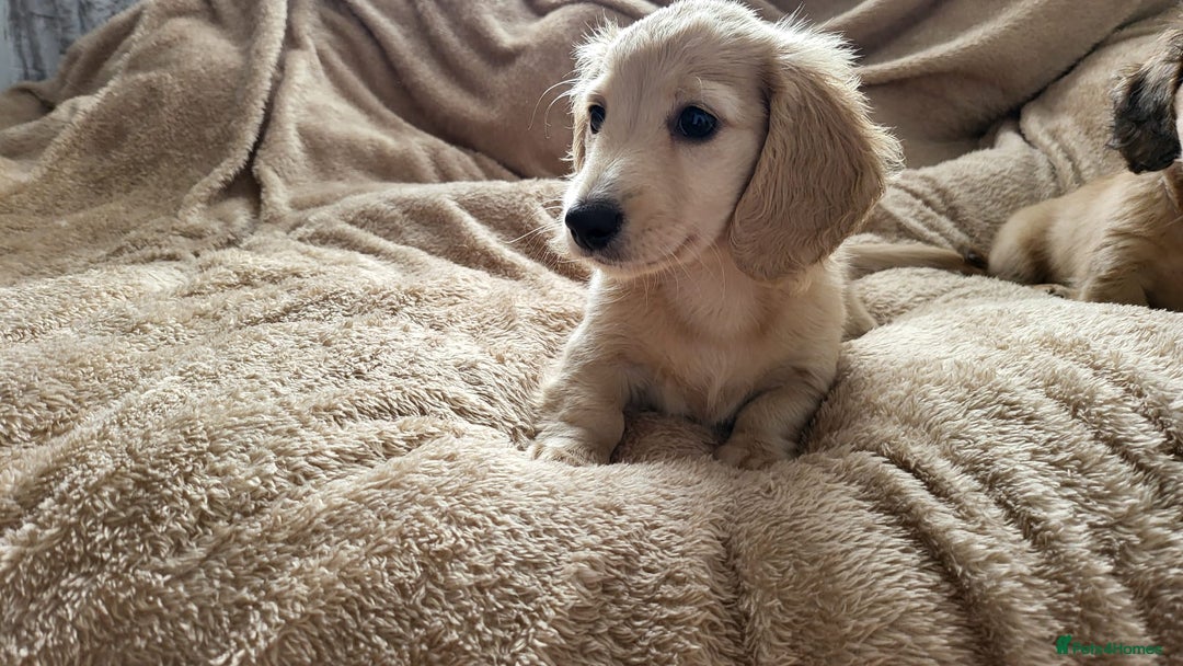 Dachshund dogs for sale: Miniature dachshunds - Image 33