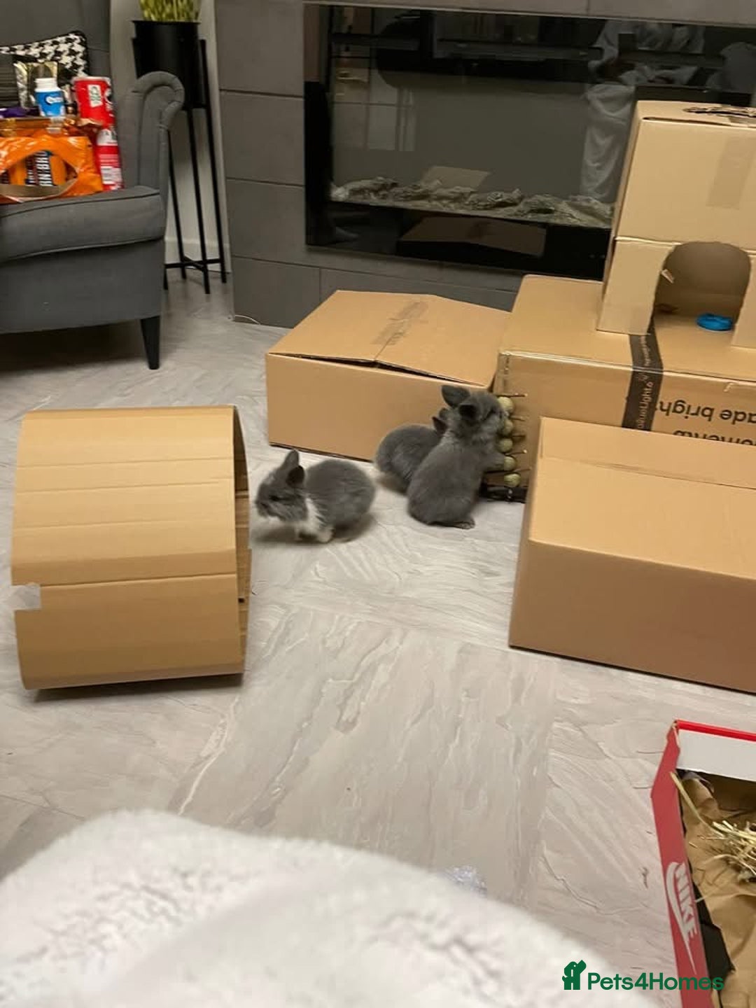 Lionhead rabbits for sale: 8 weeks old, 3 male lionhead bunnies - Advert 11