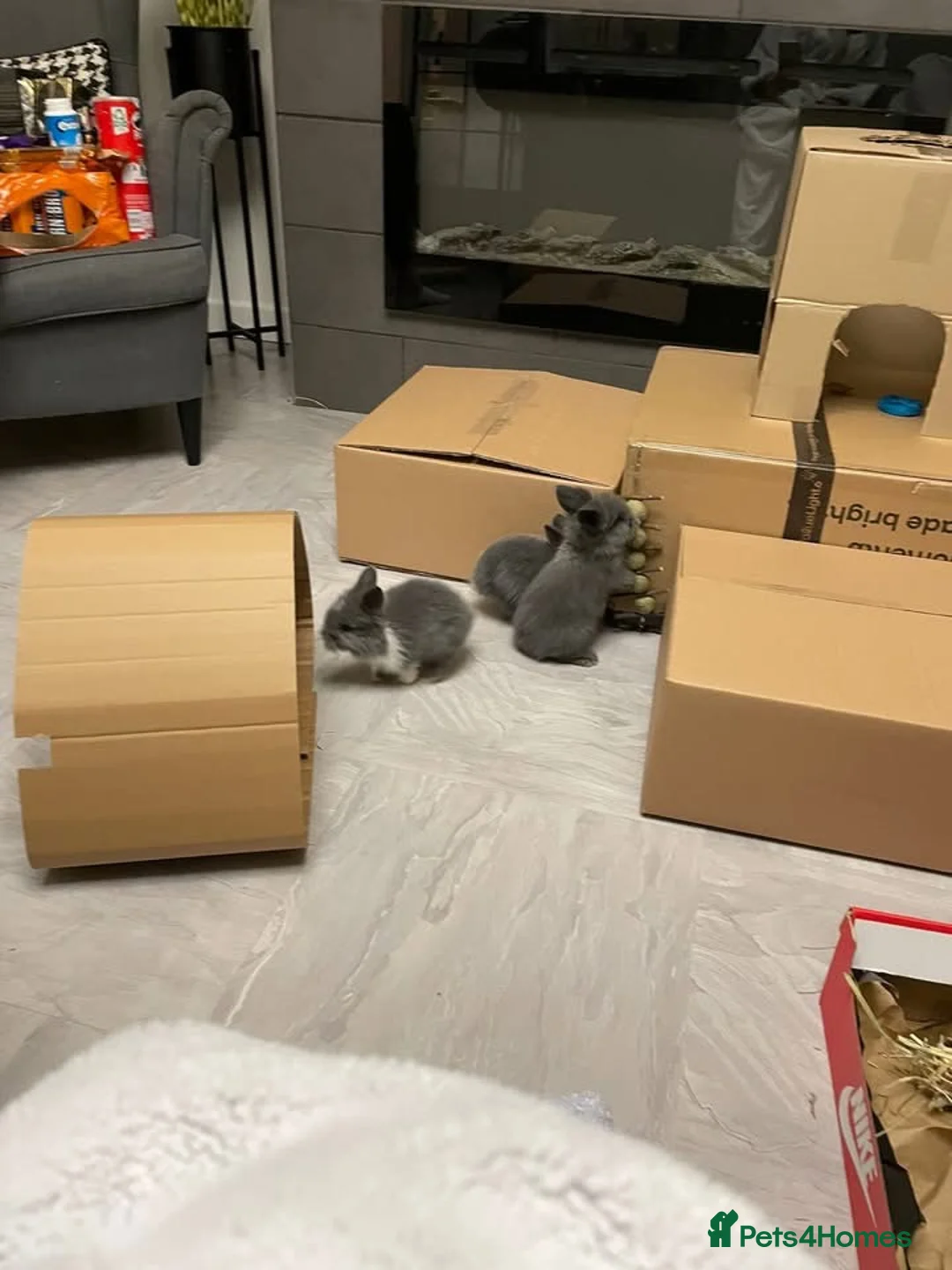 Lionhead rabbits for sale: 8 weeks old, 2 male lionhead bunnies - Advert 1