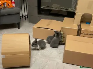 Lionhead rabbits 8 weeks old, 3 male lionhead bunnies - Advert 12