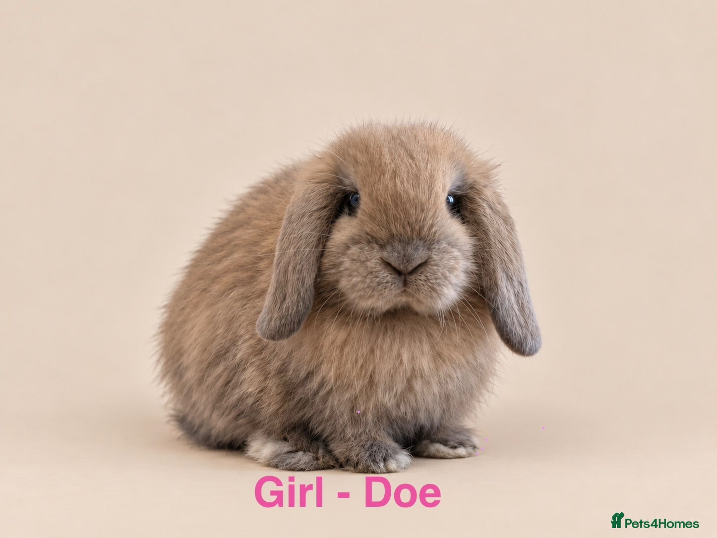 Mini Lop rabbits 🐰 Adorable Mini Lop Bunnies–Ready 30th October!🐰 - Advert 16