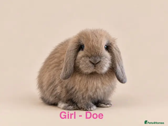Mini Lop rabbits 🐰 Adorable Mini Lop Bunnies–Ready 30th October!🐰 - Advert 4