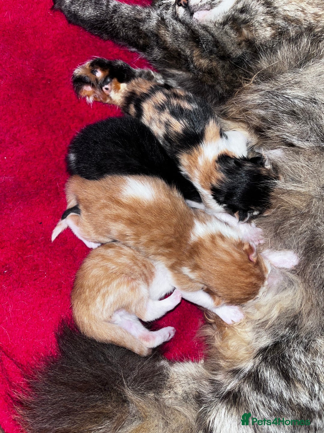 Mixed Breed cats for sale: Beautiful Fluffy Kittens - Advert 13