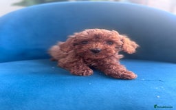 Cavapoo dogs for sale: Fox red toy F1B cavapoos  - Image 4