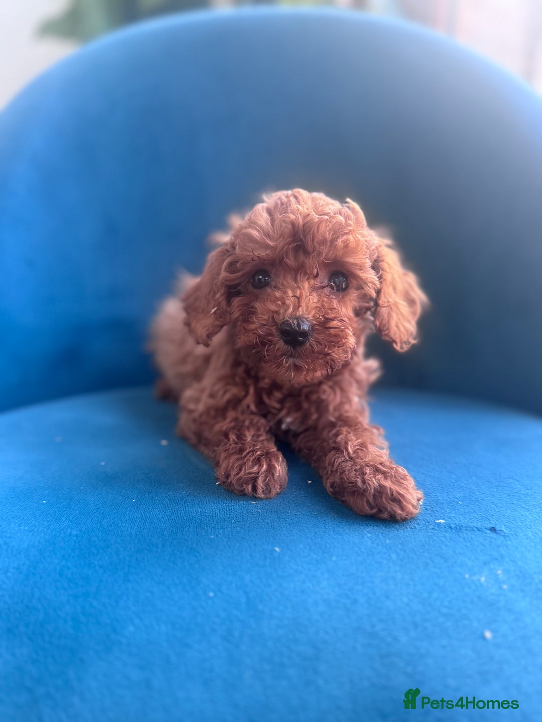 Cavapoo dogs for sale: Fox red toy F1B cavapoos  - Image 4