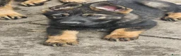 German Shepherd dogs for sale: Working lime German Scheperd puppies - Advert 15