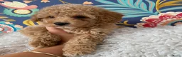 Maltipoo dogs for sale: RARE Champagne Maltipoo Girl 🩷One Left🩷 - Advert 15
