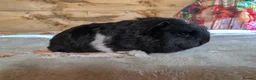 Guinea Pig rodents for sale: 🐹 Two Lovely Boars – Available Soon - Advert 4