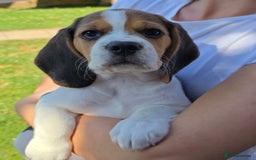 Beagle dogs for sale: KC reg Gorgeous Beagle Pups Champion Bloodline in New Malden - Image 7