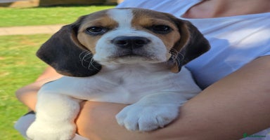 Beagle dogs in New Malden - Advert 13