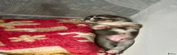 Mixed Breed dogs for sale: Labrador x Husky  - Advert 28