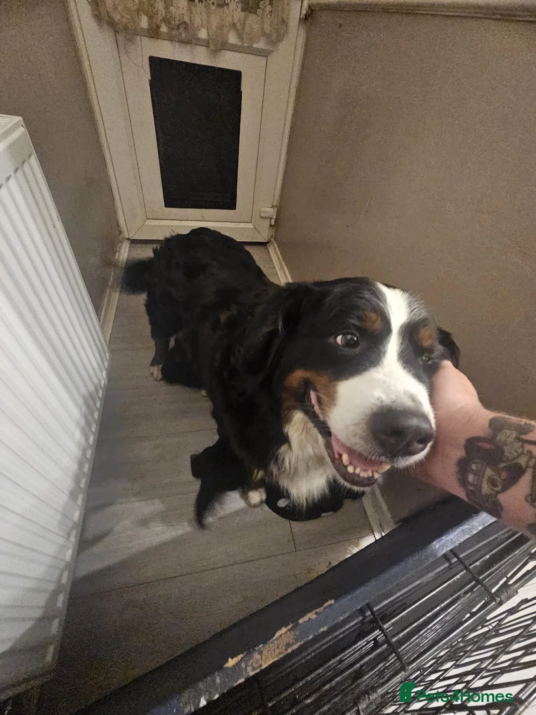 Bernese Mountain Dog dogs for sale: BEAUTIFUL CHUNKY BERNESE PUPS - Advert 1