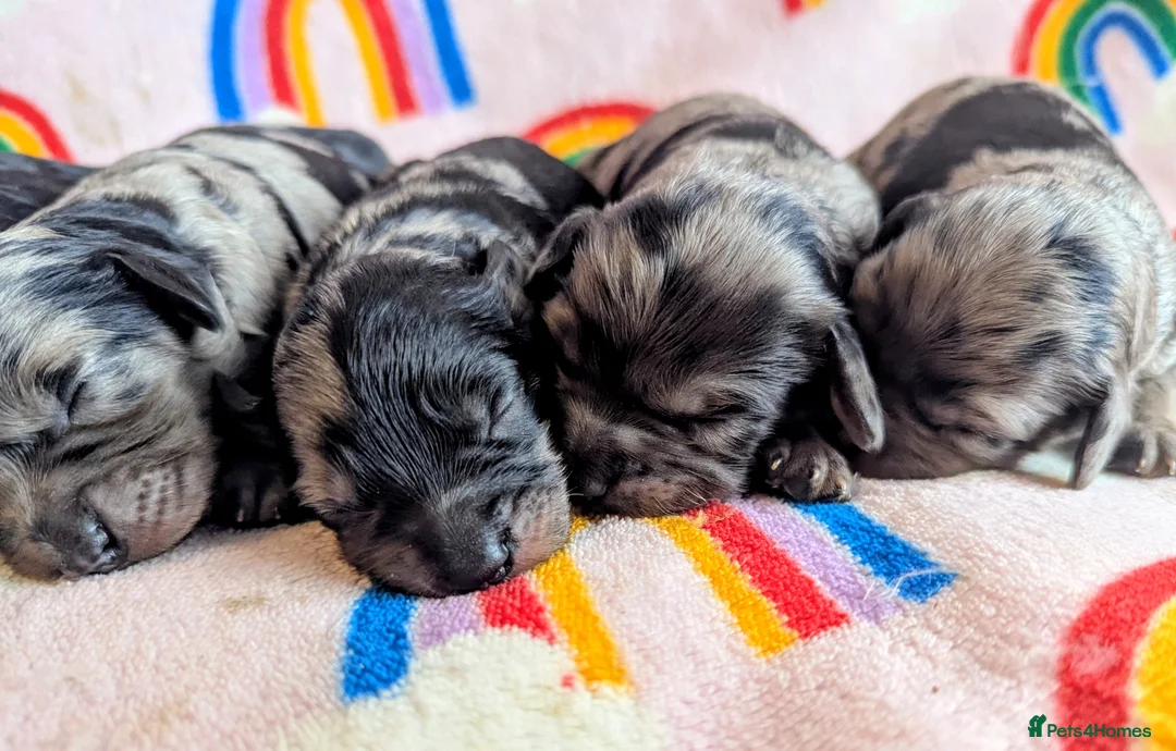 Cavapoo dogs for sale: DNA health tested Merle Cavapoos - Advert 21