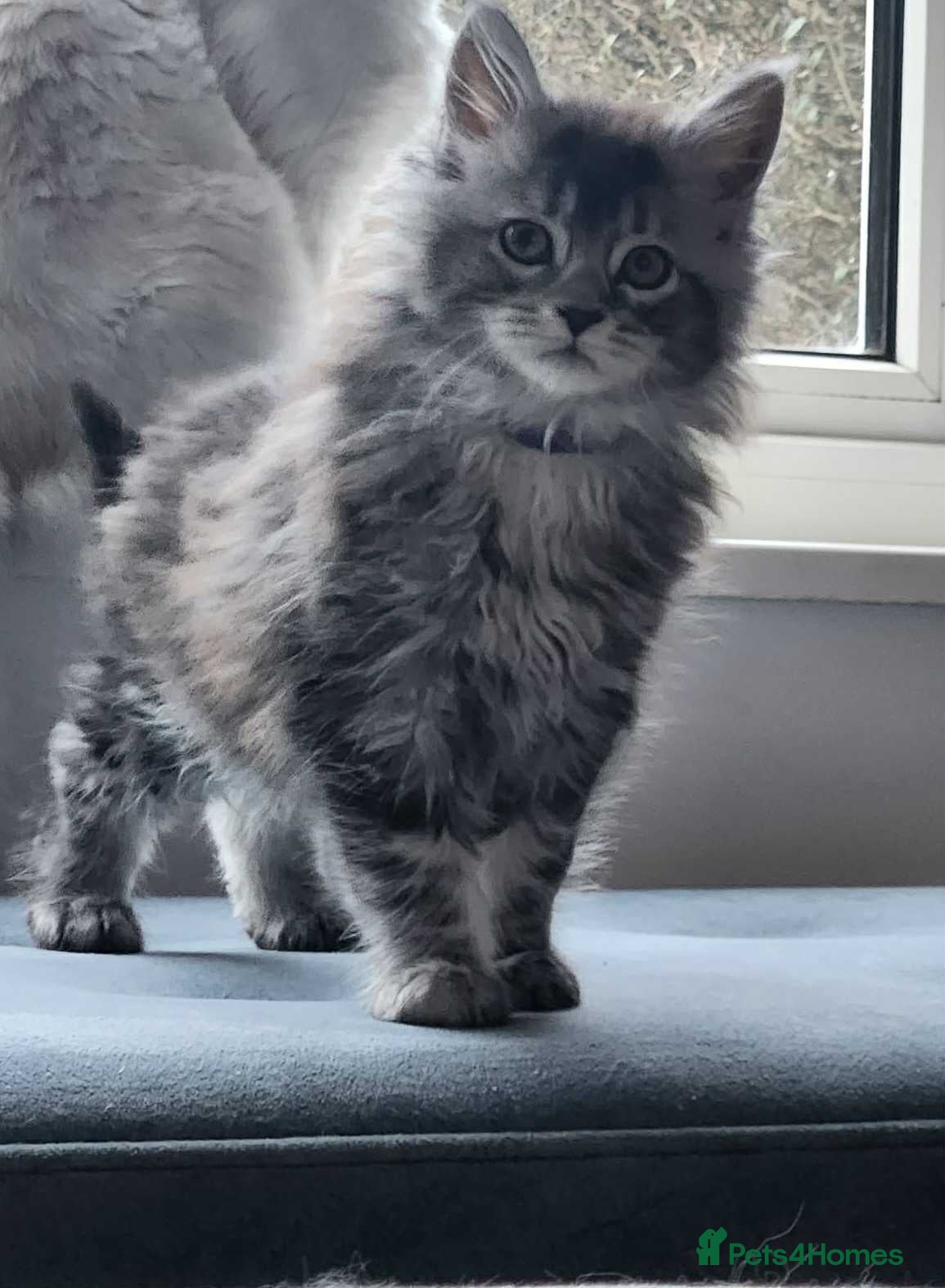 Maine Coon cats Pure Maine coon kittens 1 femal only left - Advert 12