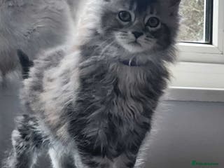 Maine Coon cats Pure Maine coon kittens 1 femal only left - Advert 12