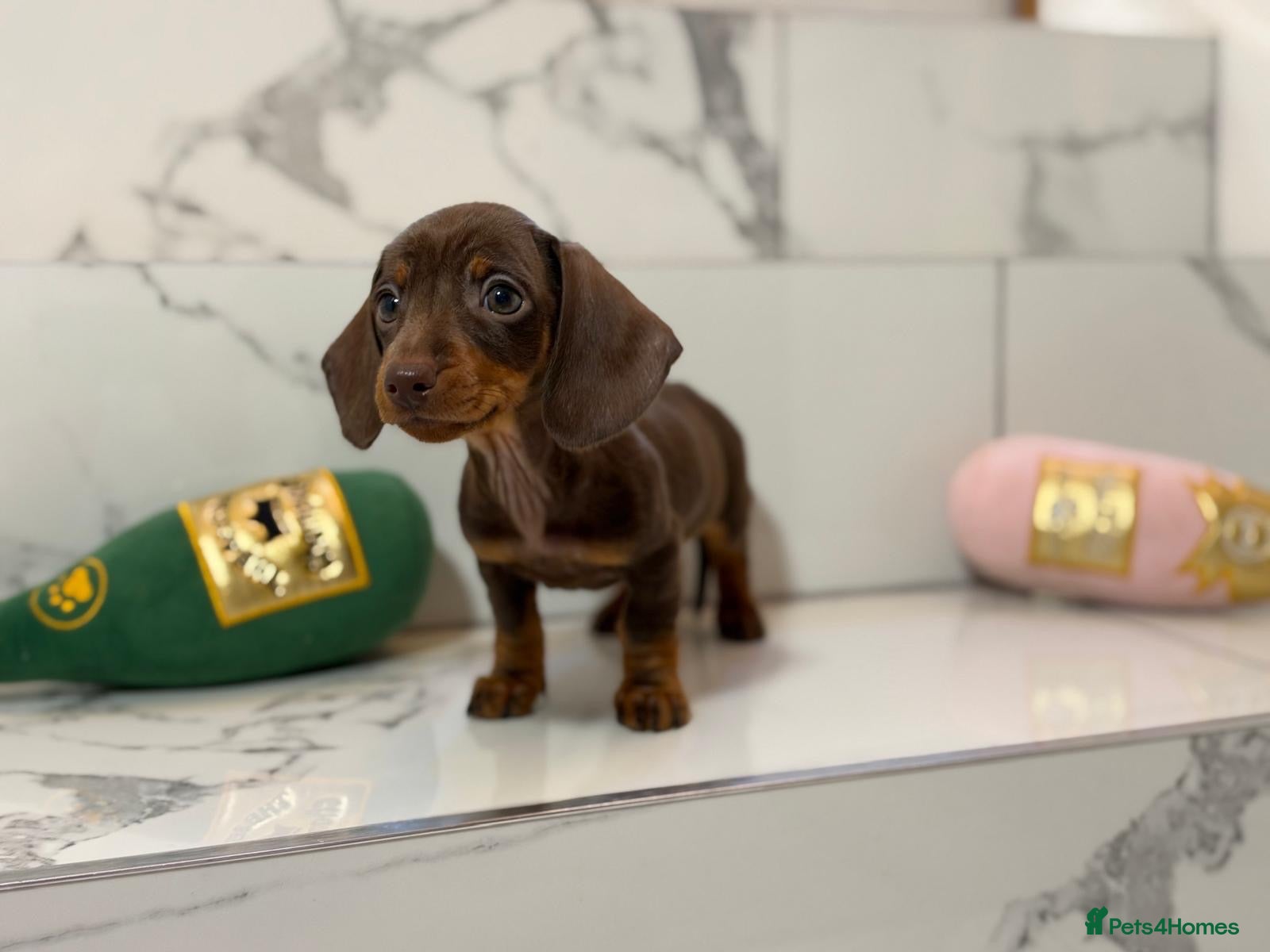 Miniature Dachshund dogs Ready now. 1 little girl left. KC mini dachshunds - Advert 2